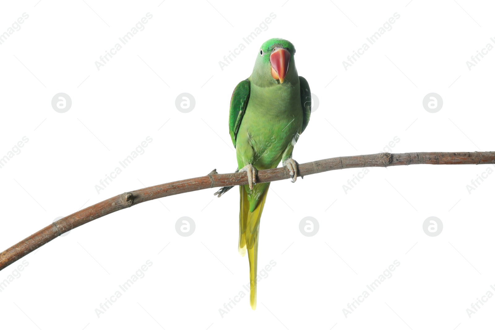 Photo of Beautiful Alexandrine Parakeet on tree branch against white background