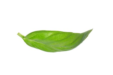 Photo of One green basil leaf isolated on white