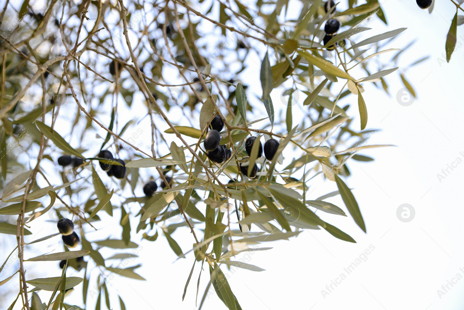 Photo of Closeup view of beautiful olive tree with black fruits outdoors