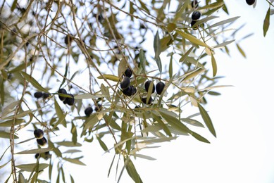 Closeup view of beautiful olive tree with black fruits outdoors