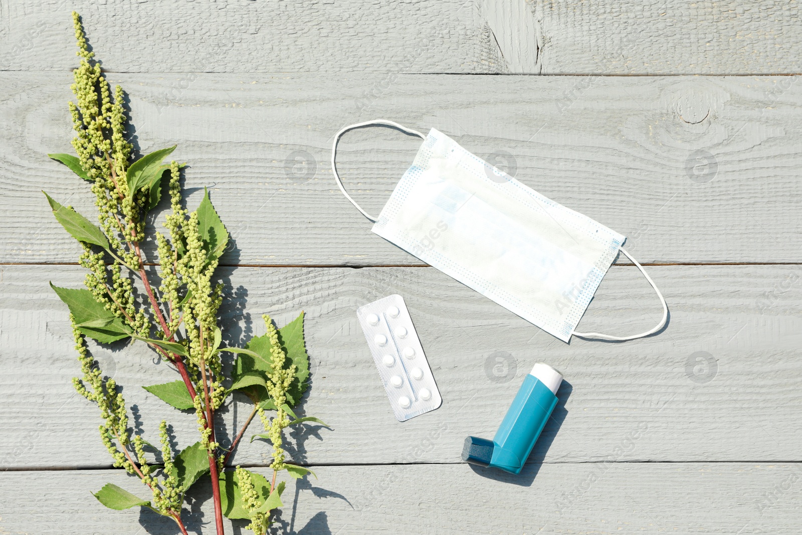 Photo of Flat lay composition with ragweed plant (Ambrosia genus) on light wooden background. Seasonal allergy