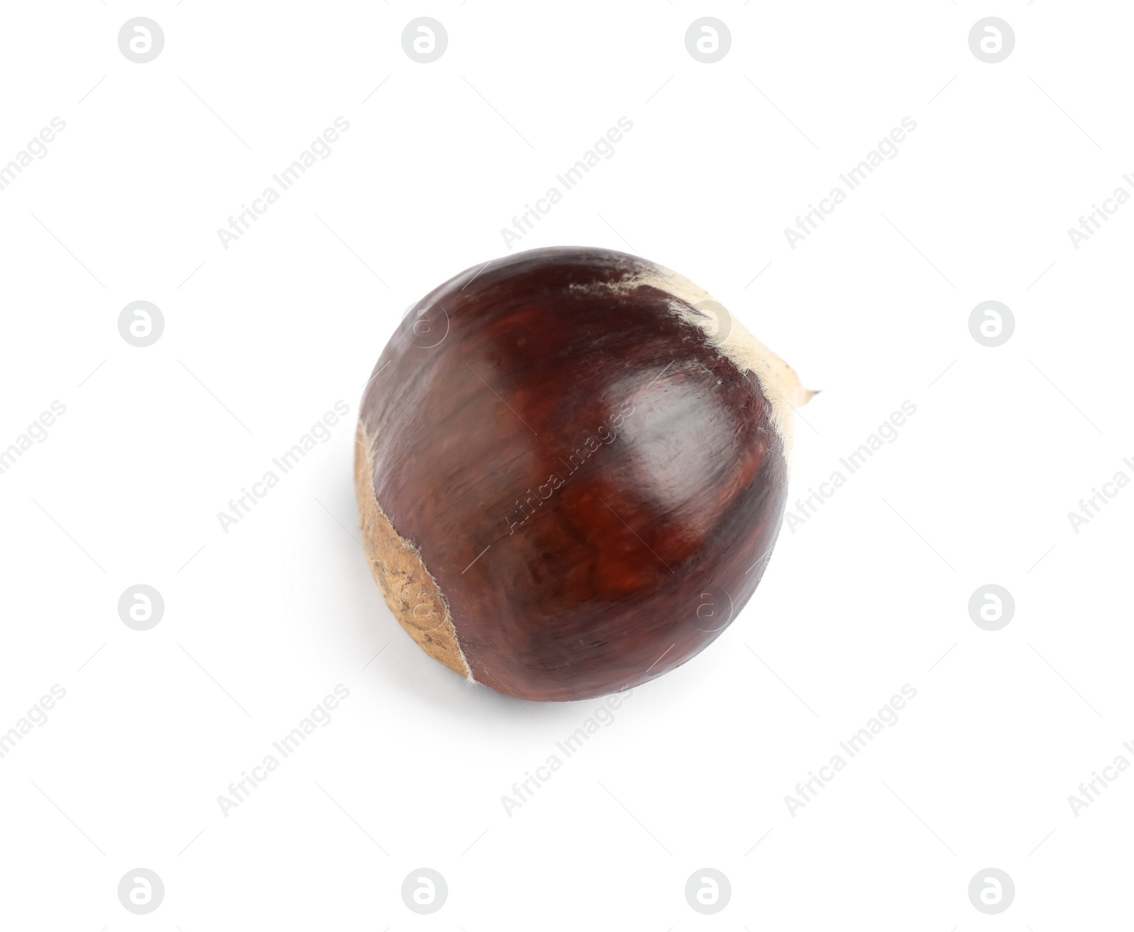 Photo of Fresh sweet edible chestnut isolated on white