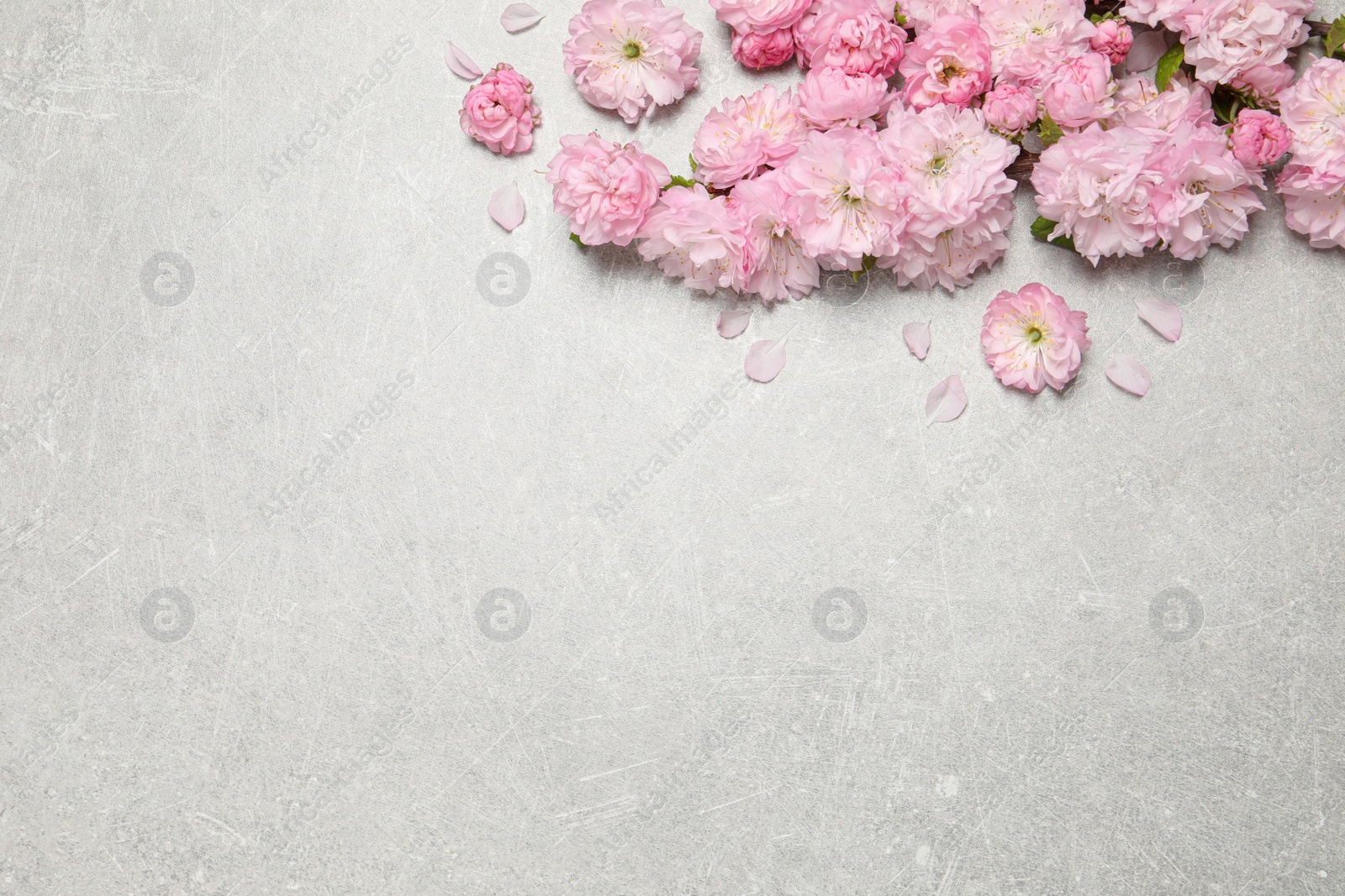 Photo of Beautiful sakura tree blossoms on light grey background, flat lay. Space for text
