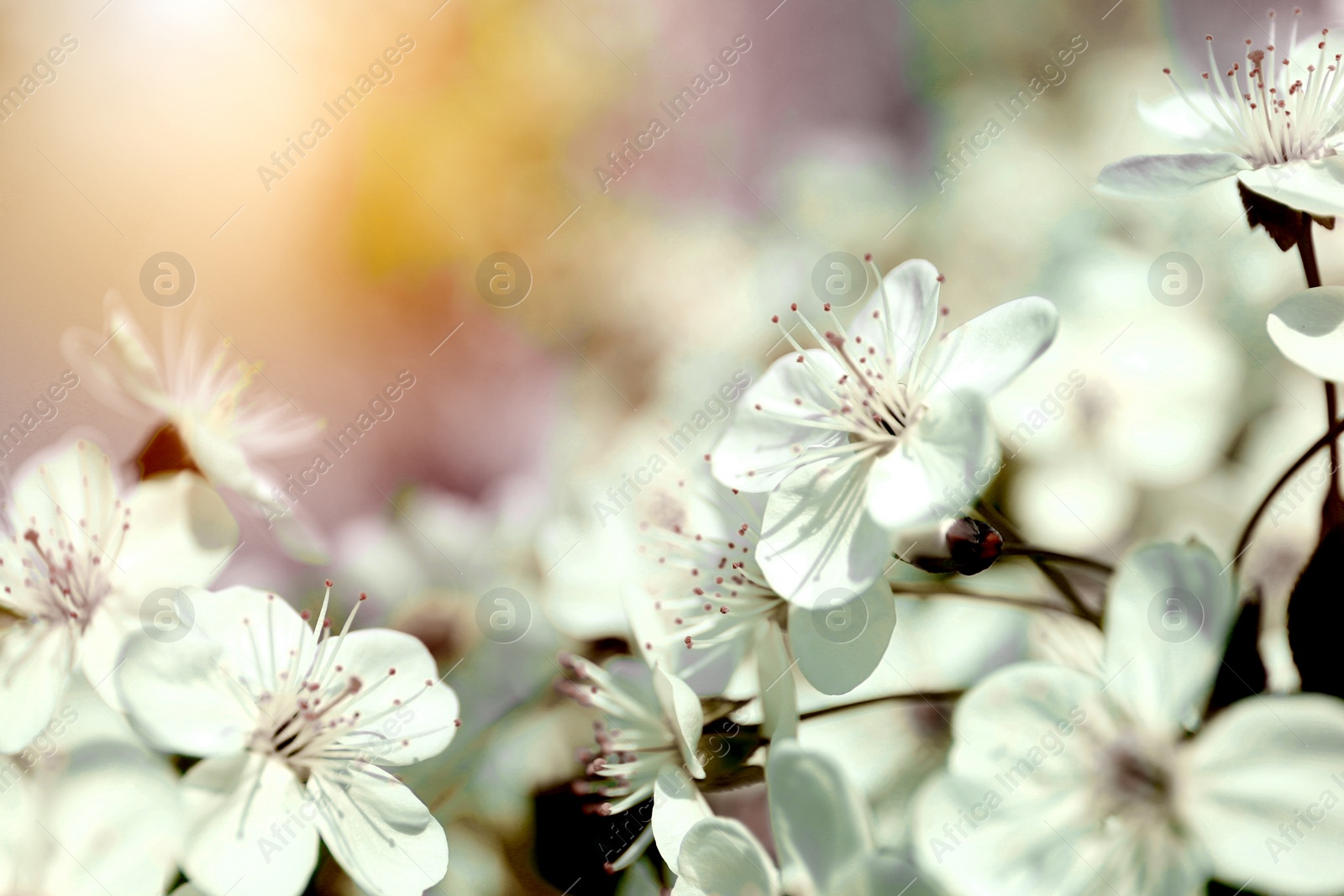 Image of Beautiful cherry tree with tender flowers. Amazing spring blossom