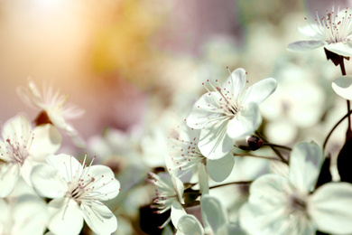 Beautiful cherry tree with tender flowers. Amazing spring blossom