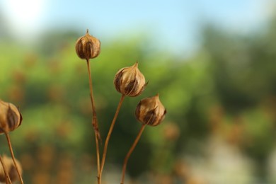 Photo of Beautiful dry flax plants against blurred background, closeup