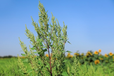 Photo of Blooming ragweed plant (Ambrosia genus) outdoors. Seasonal allergy
