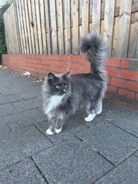 Photo of Cute fluffy grey cat near wooden fence outdoors