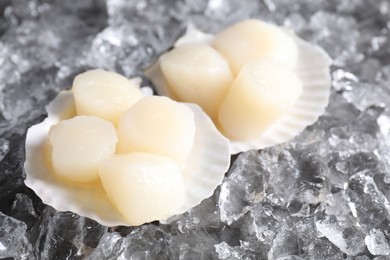 Photo of Fresh raw scallops with shells on ice cubes, closeup