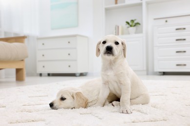 Photo of Cute little puppies on white carpet at home