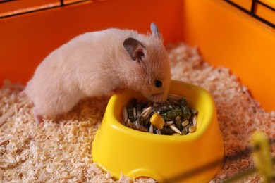 Photo of Cute little fluffy hamster eating in cage