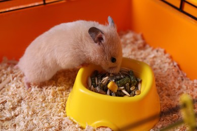 Cute little fluffy hamster eating in cage