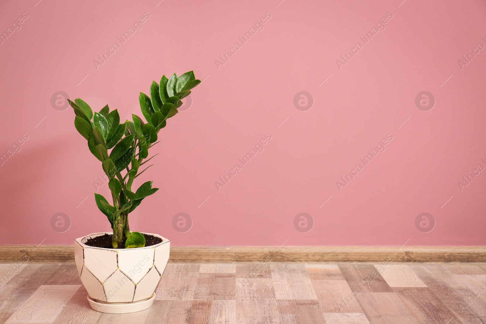 Photo of Tropical plant with green leaves in flowerpot against color wall indoors