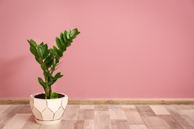 Tropical plant with green leaves in flowerpot against color wall indoors