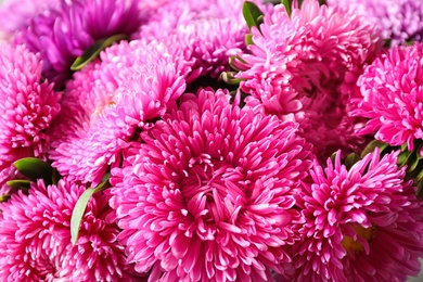 Photo of Beautiful aster flowers as background, closeup view