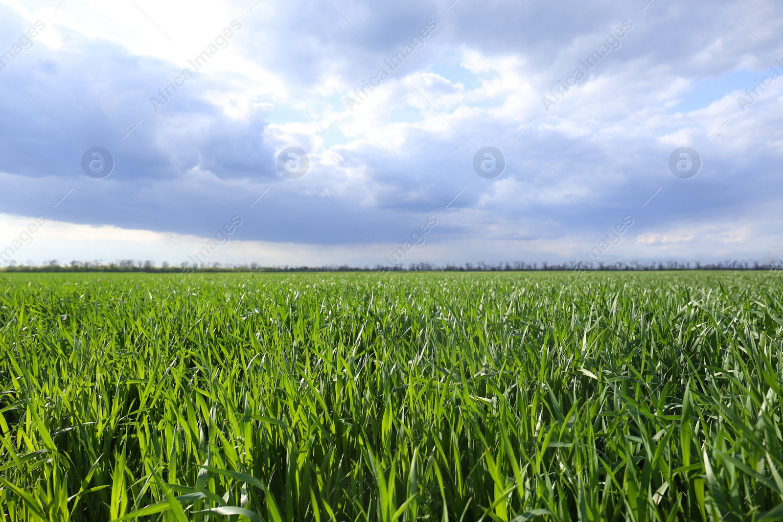 Photo of Beautiful agricultural field with ripening cereal crop under blue sky