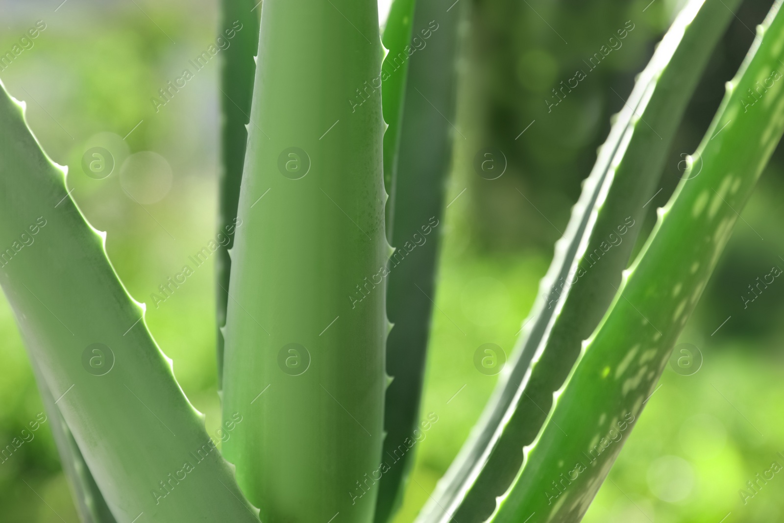 Photo of Closeup view of beautiful aloe vera plant outdoors on sunny day