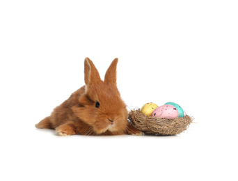 Photo of Adorable fluffy bunny near decorative nest with Easter eggs on white background