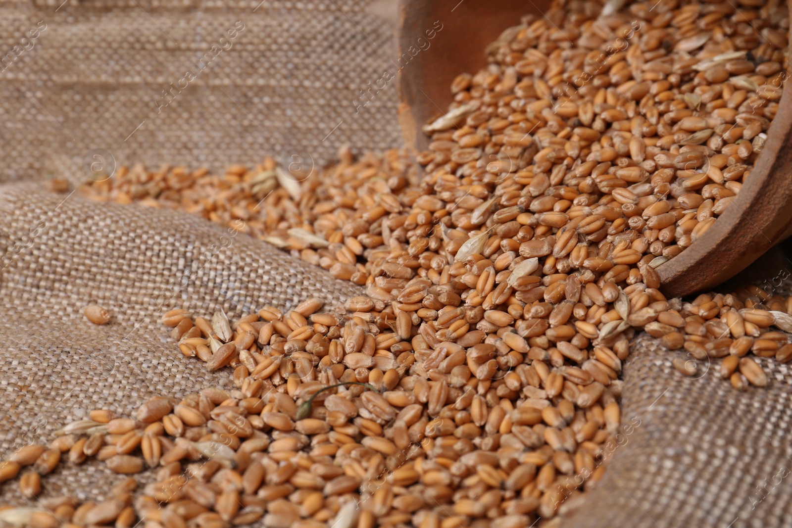 Photo of Overturned pot with scattered wheat grains on sack cloth, closeup