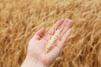 Woman holding ripe wheat spike in field, closeup