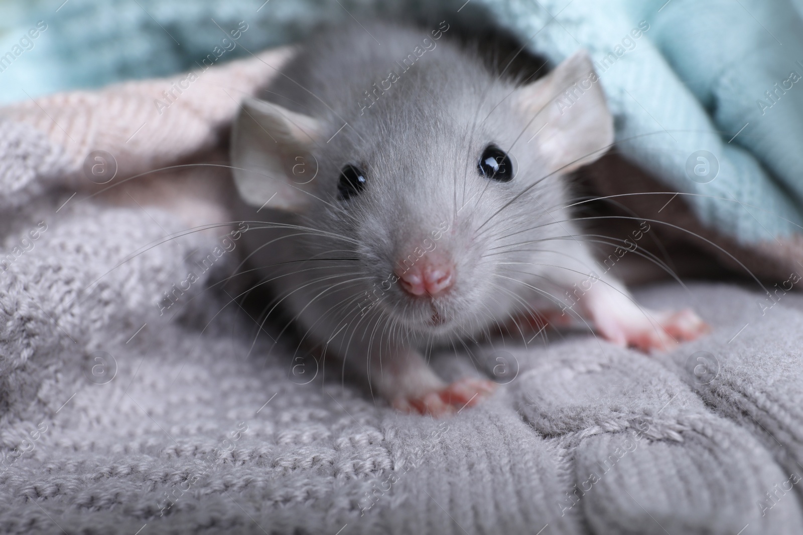 Photo of Cute small rat wrapped in knitted plaid, closeup