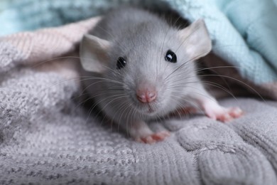 Cute small rat wrapped in knitted plaid, closeup