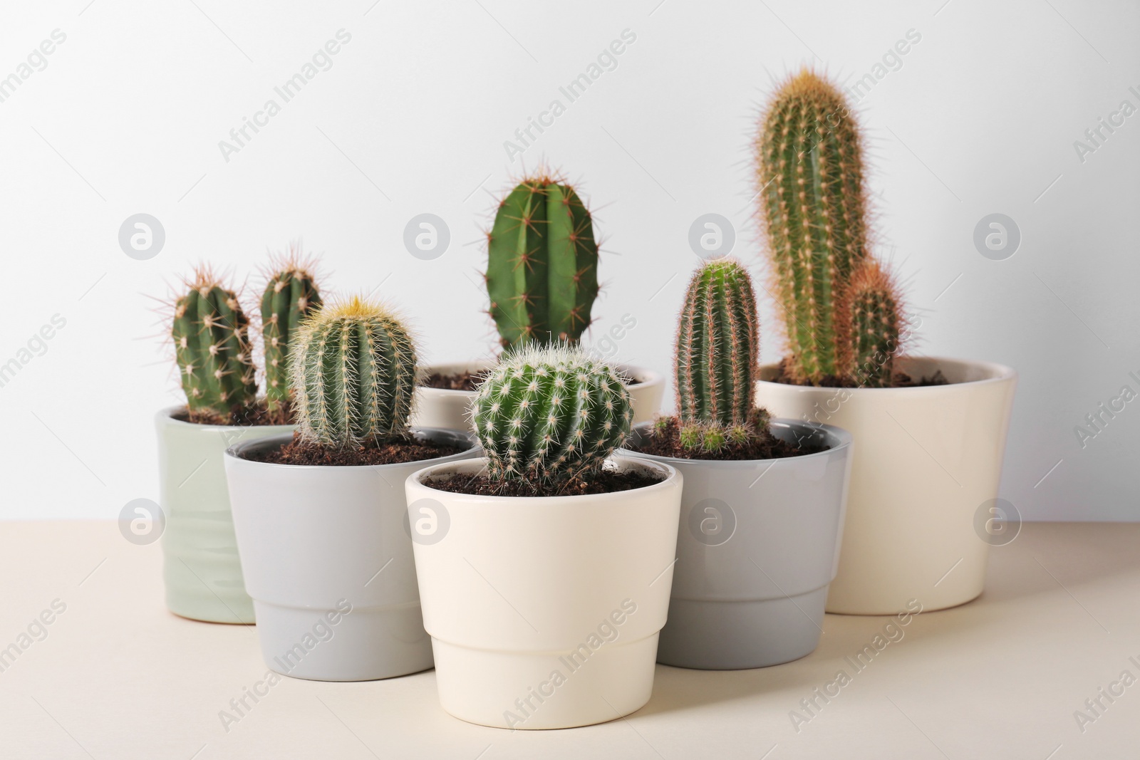 Photo of Different cacti in pots on beige table