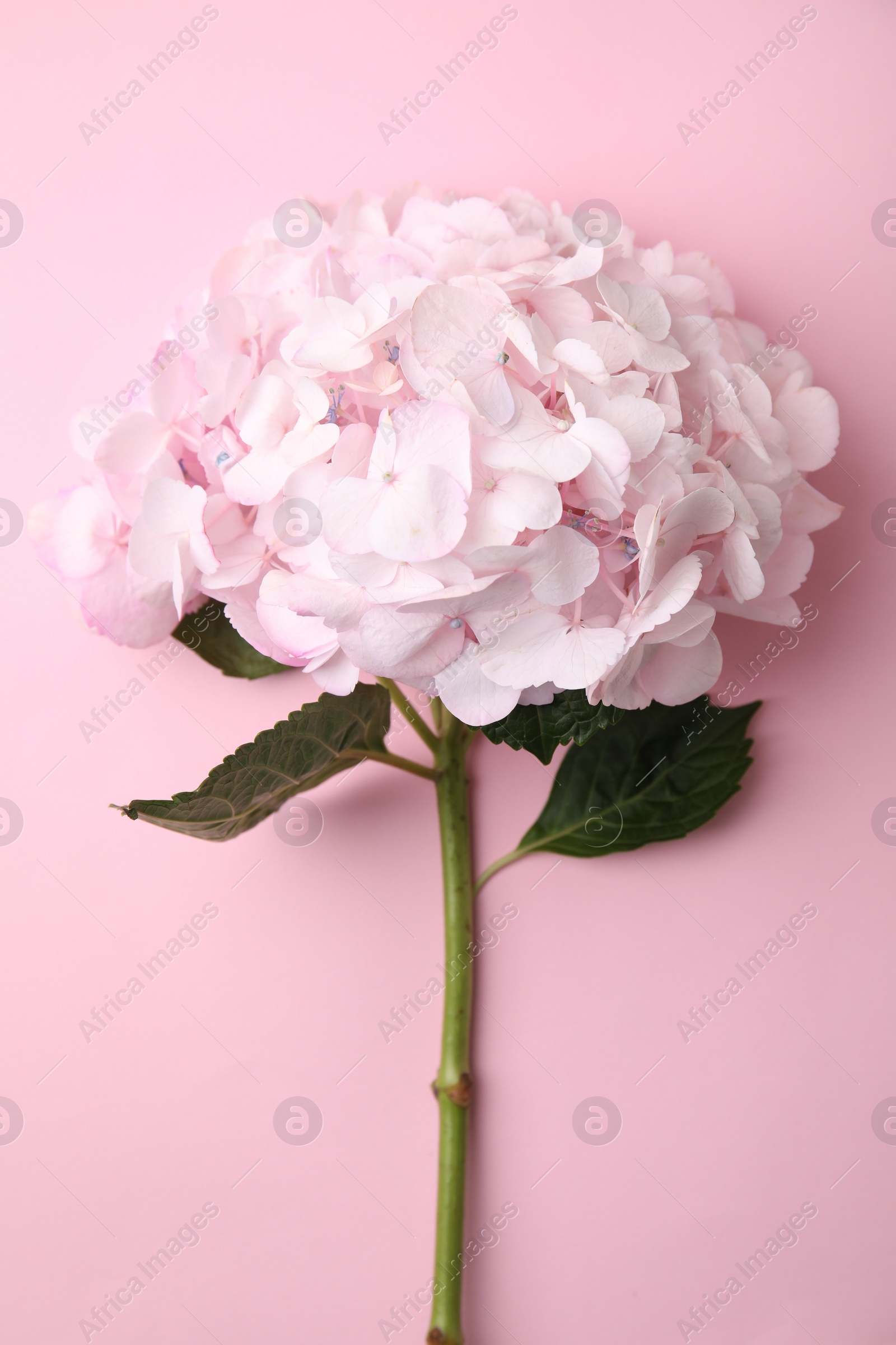 Photo of Beautiful hydrangea flower on pink background, top view