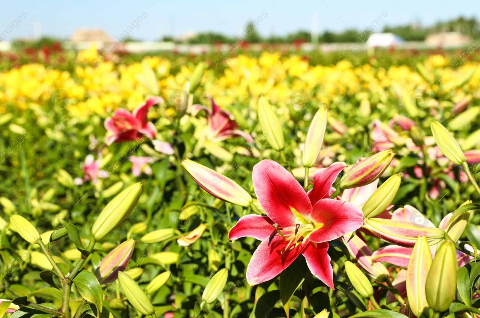 Photo of Beautiful bright pink lilies growing at flower field