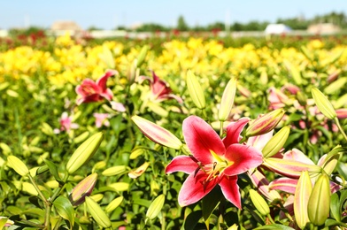 Beautiful bright pink lilies growing at flower field