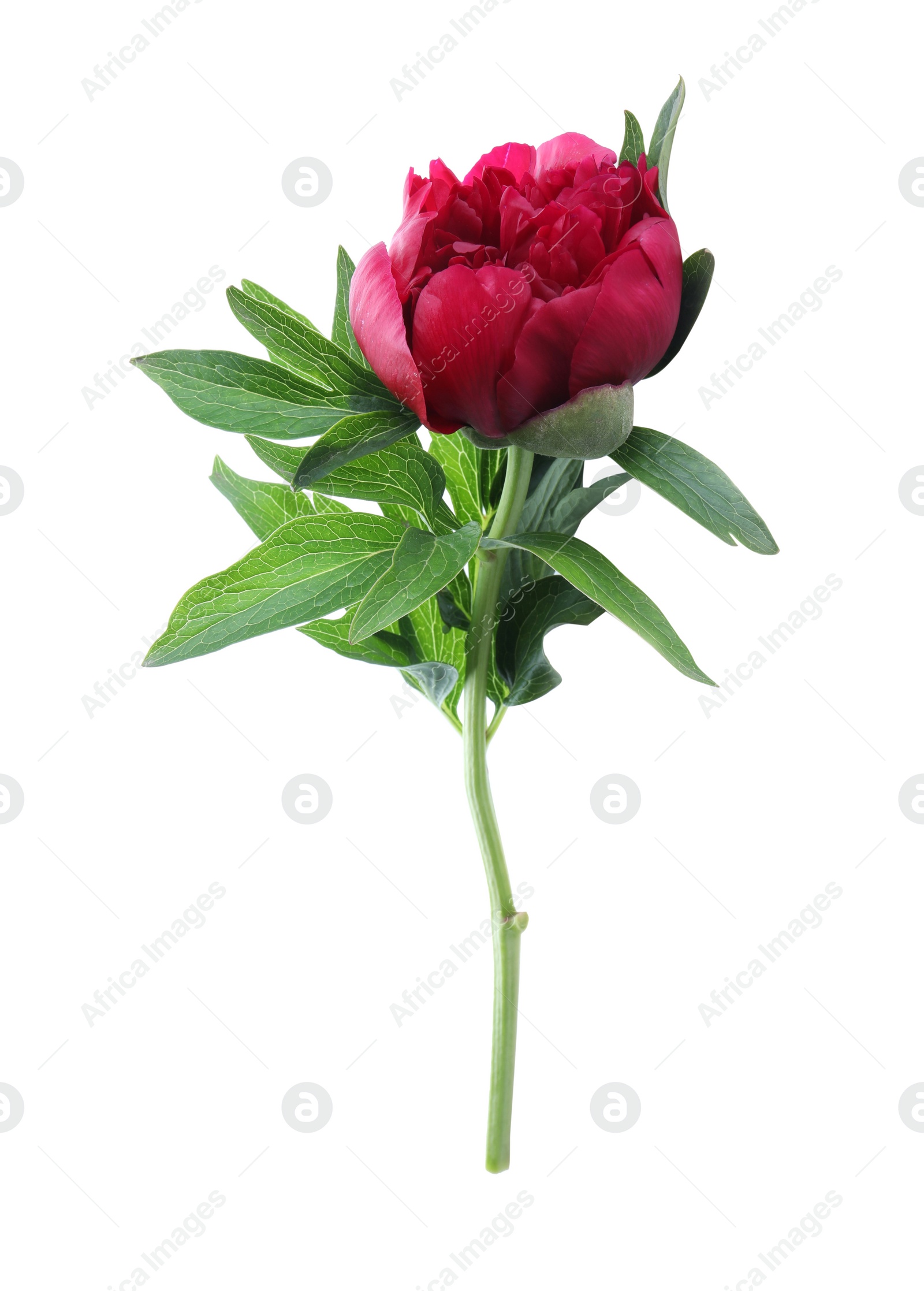 Photo of Beautiful red peony with leaves isolated on white