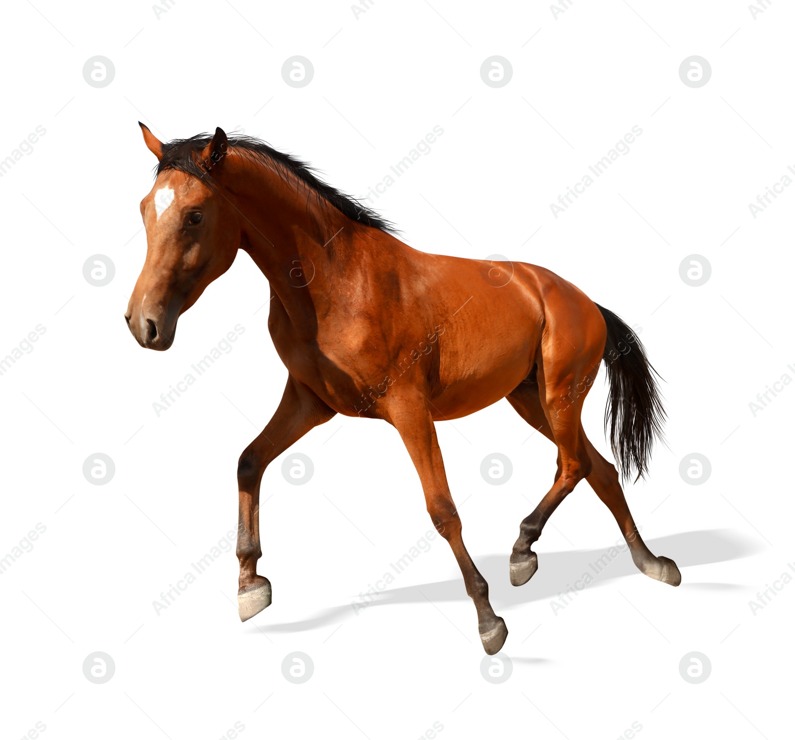 Image of Bay horse running on white background. Beautiful pet