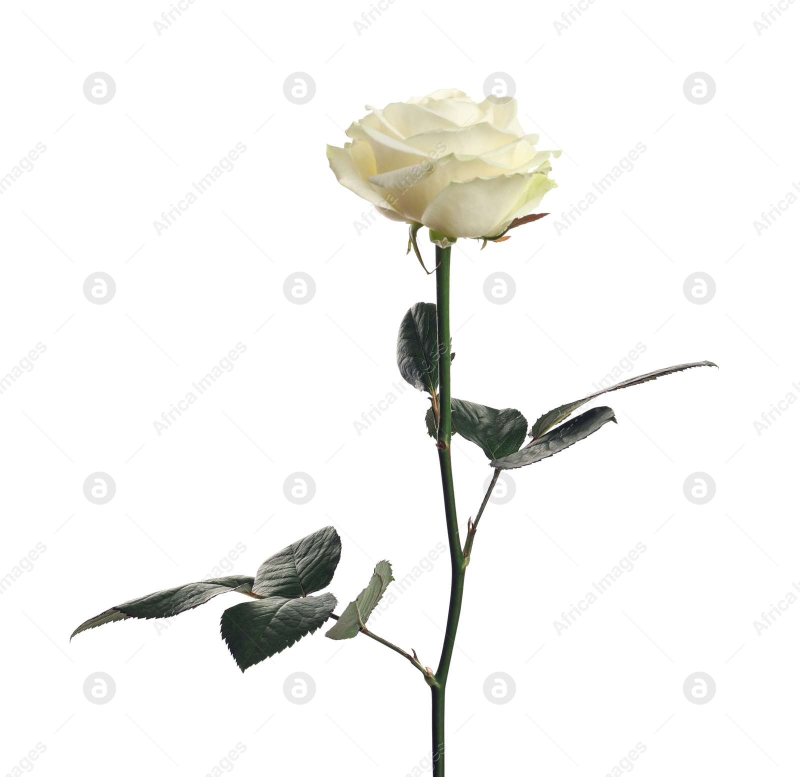 Photo of Beautiful blooming rose flower on white background