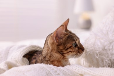 Photo of Cute Bengal cat lying on bed at home, closeup. Adorable pet
