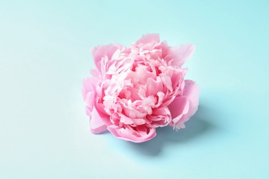 Photo of Beautiful fragrant peony flower on color  background