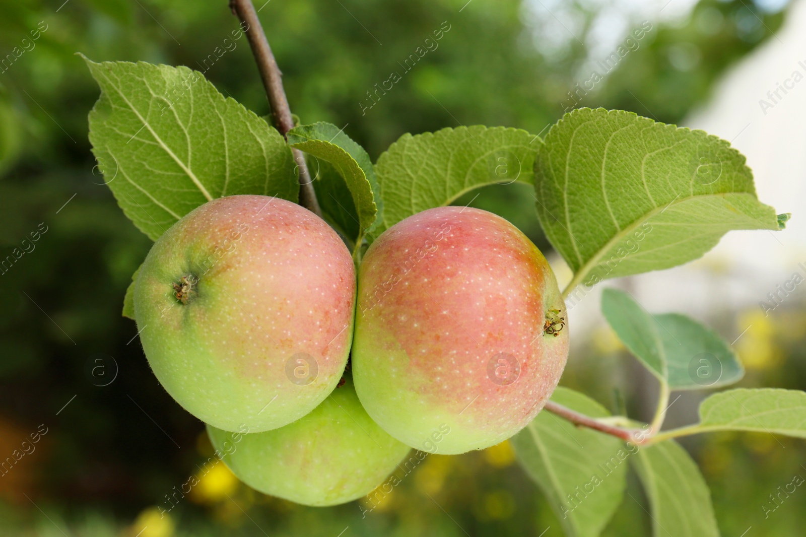 Photo of Apples and leaves on tree branch in garden, closeup