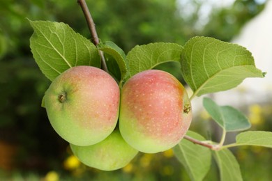 Photo of Apples and leaves on tree branch in garden, closeup