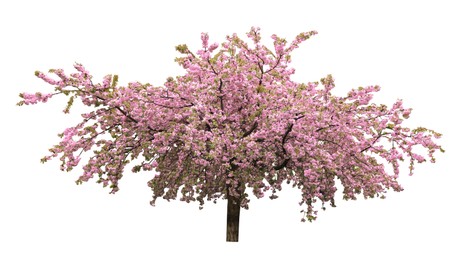 Image of Beautiful blossoming sakura tree on white background. Banner design