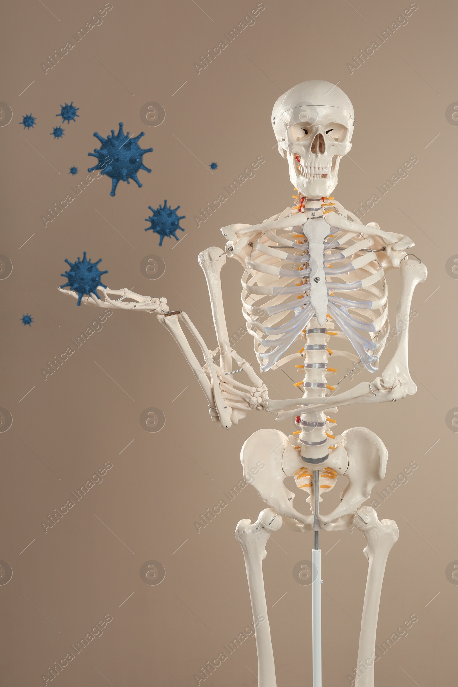 Image of Artificial human skeleton and virus on beige background