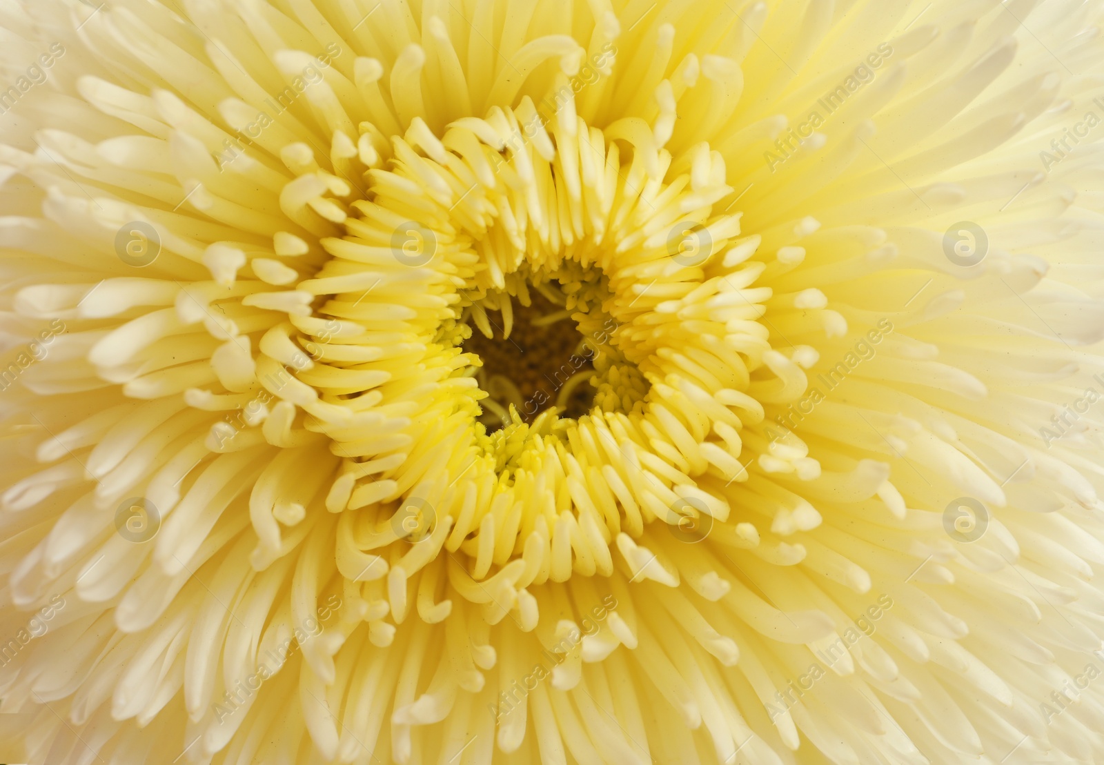 Photo of Beautiful aster flower as background, closeup view