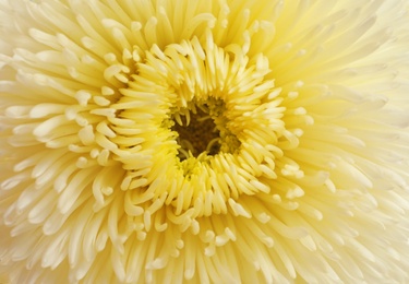 Photo of Beautiful aster flower as background, closeup view