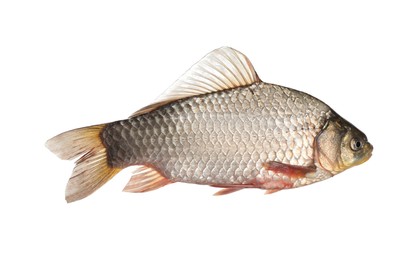 Photo of Fresh raw crucian carp isolated on white. River fish