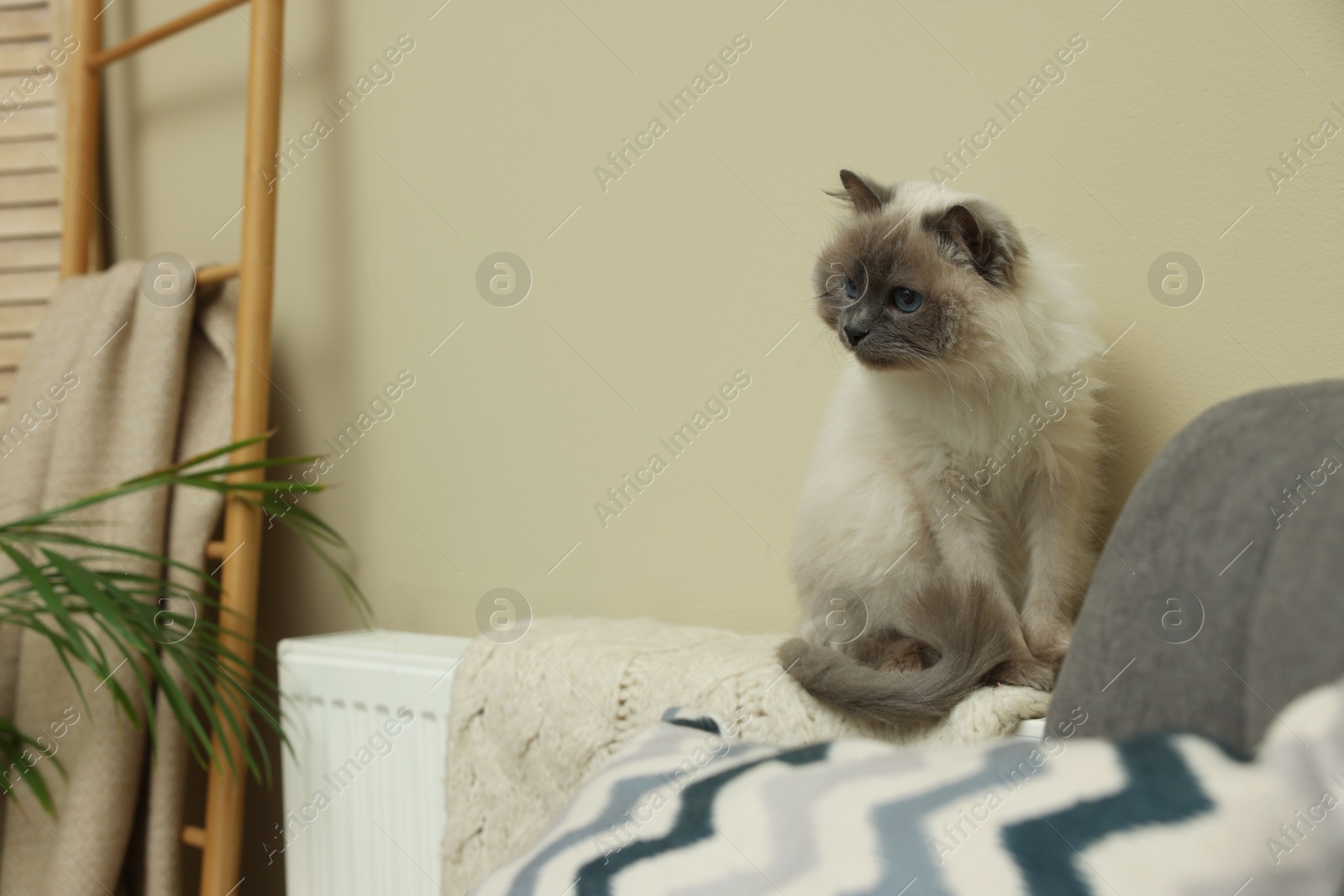 Photo of Cute Birman cat on radiator with knitted plaid indoors