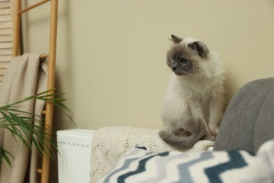Photo of Cute Birman cat on radiator with knitted plaid indoors