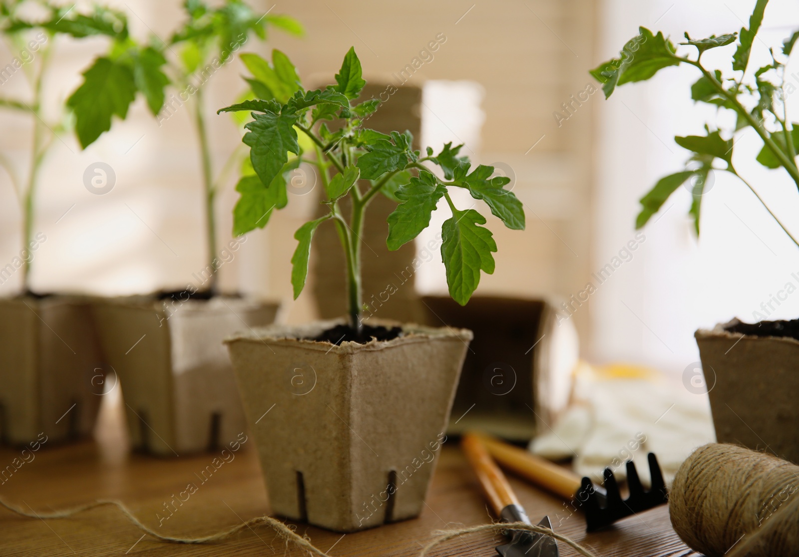 Photo of Gardening tools, rope and green tomato seedling in peat pot on wooden table