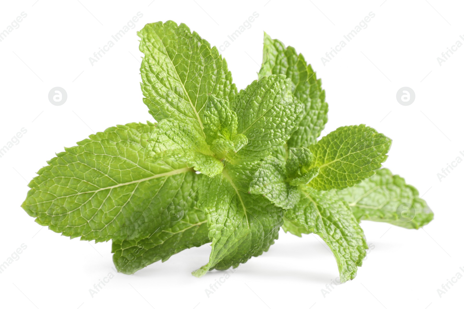 Photo of Fresh mint plant with green leaves isolated on white