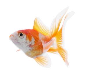 Beautiful bright small goldfish isolated on white