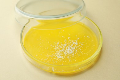 Petri dish with bacteria colony on beige background, closeup