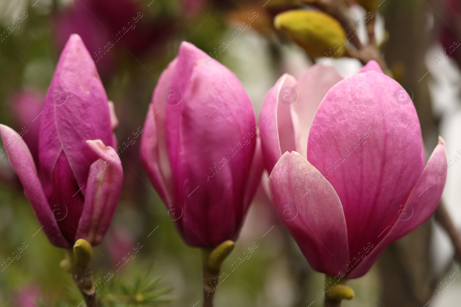 Photo of Closeup view of beautiful blooming magnolia tree outdoors