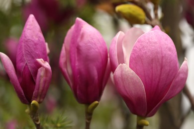 Photo of Closeup view of beautiful blooming magnolia tree outdoors